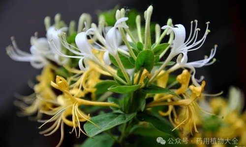 非那雄胺片功效及副作用-非那雄胺片功效网 - 非那雄胺片功效,非那雄胺片功效与作用